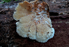Elmerina cladophora