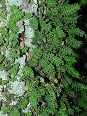 Pleopeltis minima
