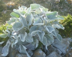 Senecio candidans