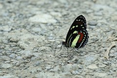 Elzunia humboldt