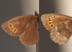 Erebia disa