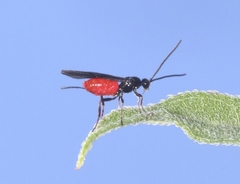 Braconinae
