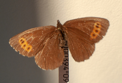 Erebia disa