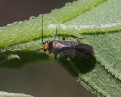 Lopidella flavoscuta