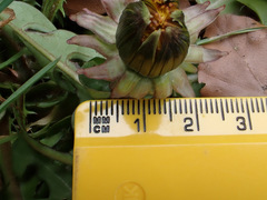 Taraxacum pseudohamatum