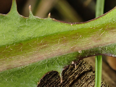 Taraxacum pseudohamatum