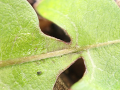 Taraxacum pseudohamatum
