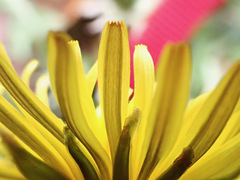 Taraxacum pseudohamatum