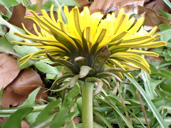 Taraxacum pseudohamatum