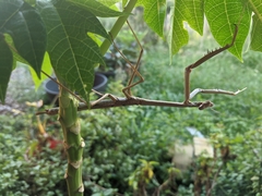Archimantis armata