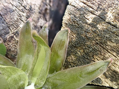 Taraxacum pseudohamatum