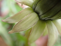 Taraxacum pseudohamatum