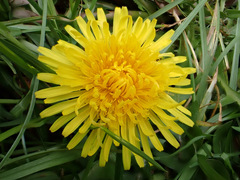 Taraxacum pseudohamatum