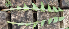 Taraxacum pseudohamatum