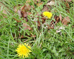Taraxacum pseudohamatum