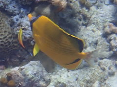 Chaetodon semeion