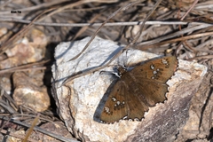 Caprona alida
