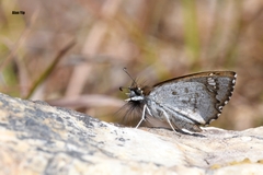 Caprona alida