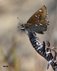 Caprona alida