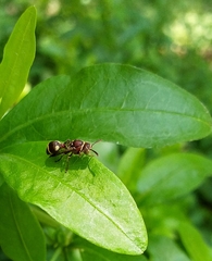 Ropalidia cyathiformis