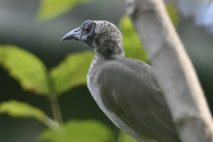 Philemon buceroides yorki