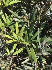 Podocarpus macrophyllus