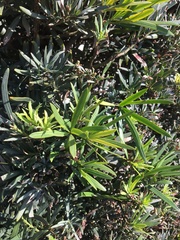 Podocarpus macrophyllus