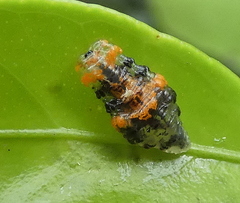 Ocyptamus gastrostactus