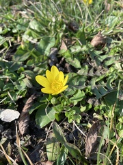 Ficaria verna calthifolia