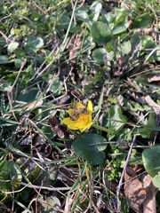 Ficaria verna calthifolia