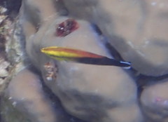 Labroides pectoralis