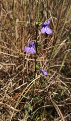 Lobelia reverchonii