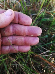 Eragrostis refracta