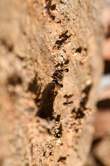 Camponotus consobrinus