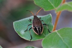 Poecilometis strigatus