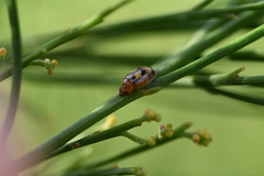 Peltoschema hamadryas