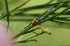 Peltoschema hamadryas