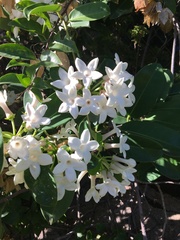 Stephanotis floribunda