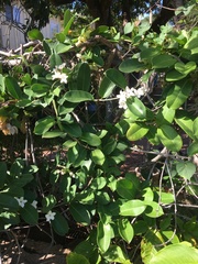 Stephanotis floribunda