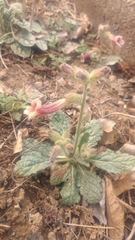 Rehmannia glutinosa
