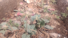 Rehmannia glutinosa