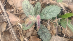 Rehmannia glutinosa