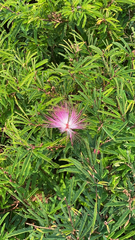 Calliandra riparia