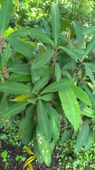 Ardisia kusukuensis