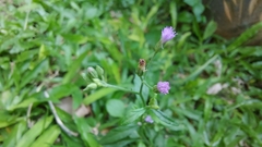 Cyanthillium cinereum