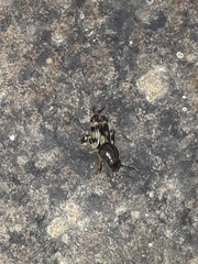 Neotridactylus