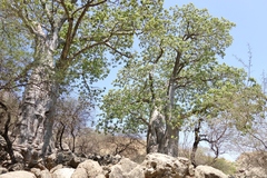 Adansonia digitata