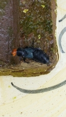 Creophilus erythrocephalus