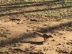Sciurus niger
