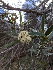 Eucalyptus halophila